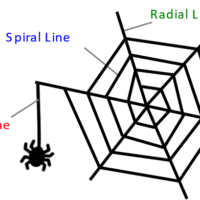 Analysis of the orientation and secondary structure of spider silk using polarized microscopic Raman spectroscopy