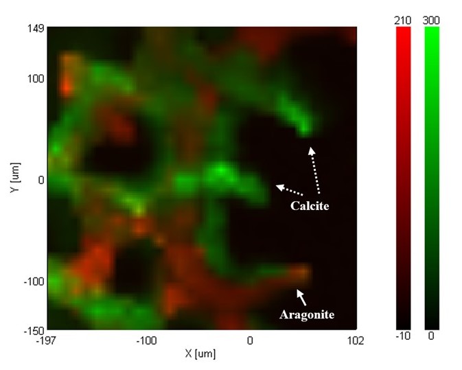 Distribution Estimation of Polymorphism of Coral Skeleton Component by ...