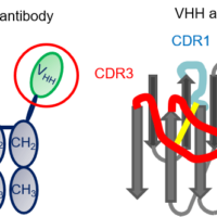Evaluation of VHH antibody stability using high-throughput CD system