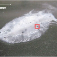 Imaging measurement of facial cleanser by using Clear-View ATR