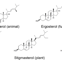 Analysis of Sterols by UHPLC