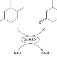 Simultaneous Determination of Bile Acids Utilizing an Immobilized Enzyme Column