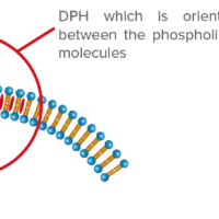 Fluorescence depolarization measurement of liposome