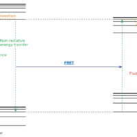 Monitoring of protein behavior by using FRET