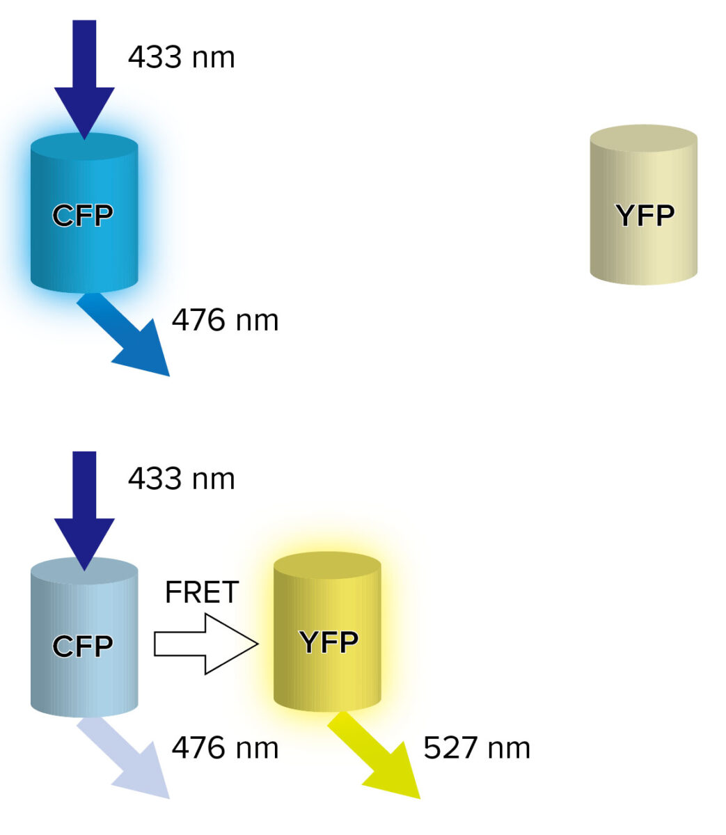 Monitoring Of Protein Behavior By Using FRET JASCO Global monitoring-of-protein-behavior-by-using-fret-jasco-global