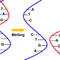 Analysis of the Melting Temperature and Thermodynamic Parameters of a Nucleic Acid using a UV-Visible Spectrophotometer