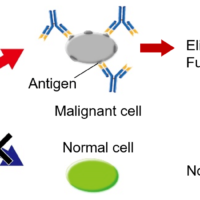 Secondary structure estimation of highly concentrated monoclonal antibody by far-UV CD spectroscopy