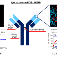 Highly efficient assessment of higher-order structure of antibody drugs by simultaneous CD/Abs measurements