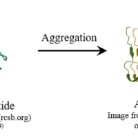 Assessment of inhibitors for amyloid fibril formation using a circular dichroism (CD) spectrometer