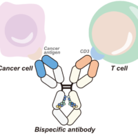 Rapid and Robust Evaluation of Higher Order Structural Differences in Bispecific Antibodies by Circular Dichroism Spectroscopy Rapid and Robust Evaluation of Higher Order Structural Differences in Bispecific Antibodies by Circular Dichroism Spectroscopy